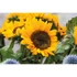Kép 5/5 - GIRASOL - Napraforgómag kraft borítékban - Bézs