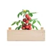 Kép 4/5 - TOMATO - Paradicsomkészlet faládában - Fa